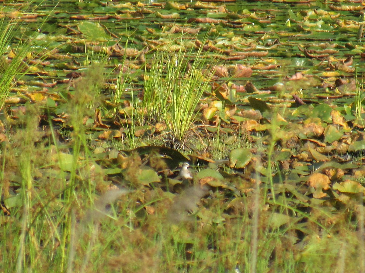 Semipalmated Sandpiper - ML606103581