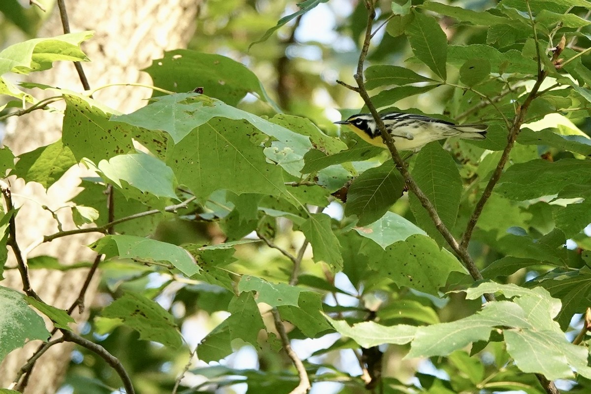 Yellow-throated Warbler - ML606104131