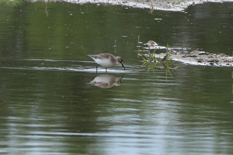 Semipalmated Sandpiper - ML606105421