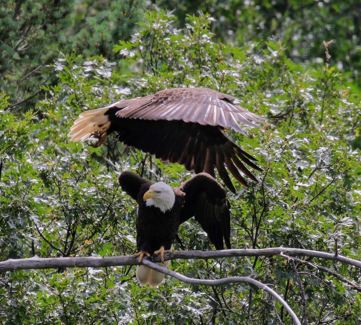 Bald Eagle - ML60610581