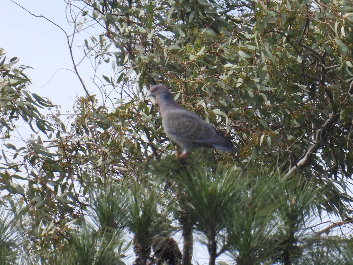 Picazuro Pigeon - ML606105821