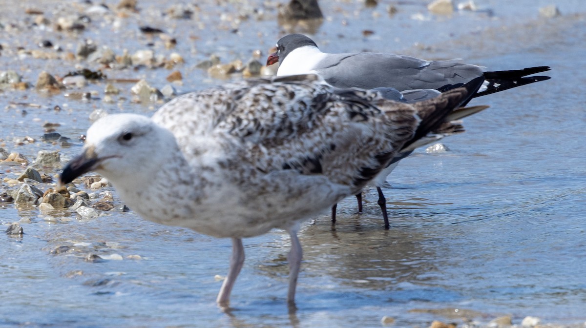 Lesser Black-backed Gull - Allan Spradling