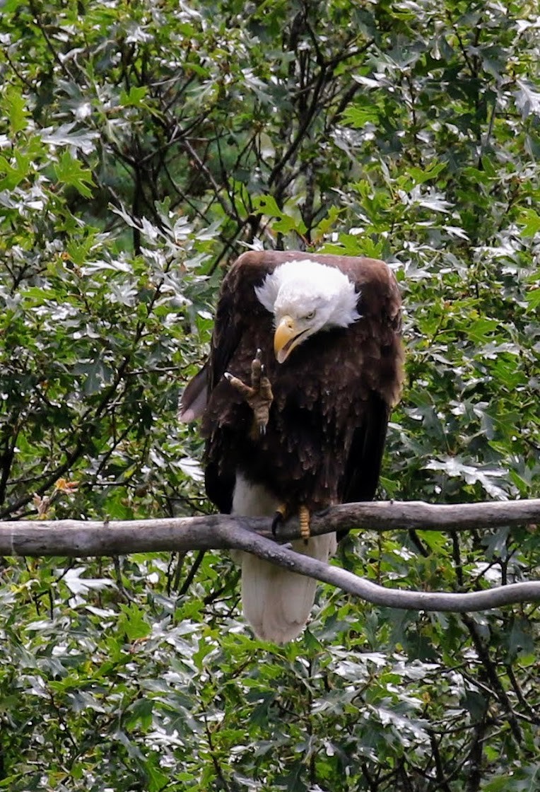 Bald Eagle - ML60610651