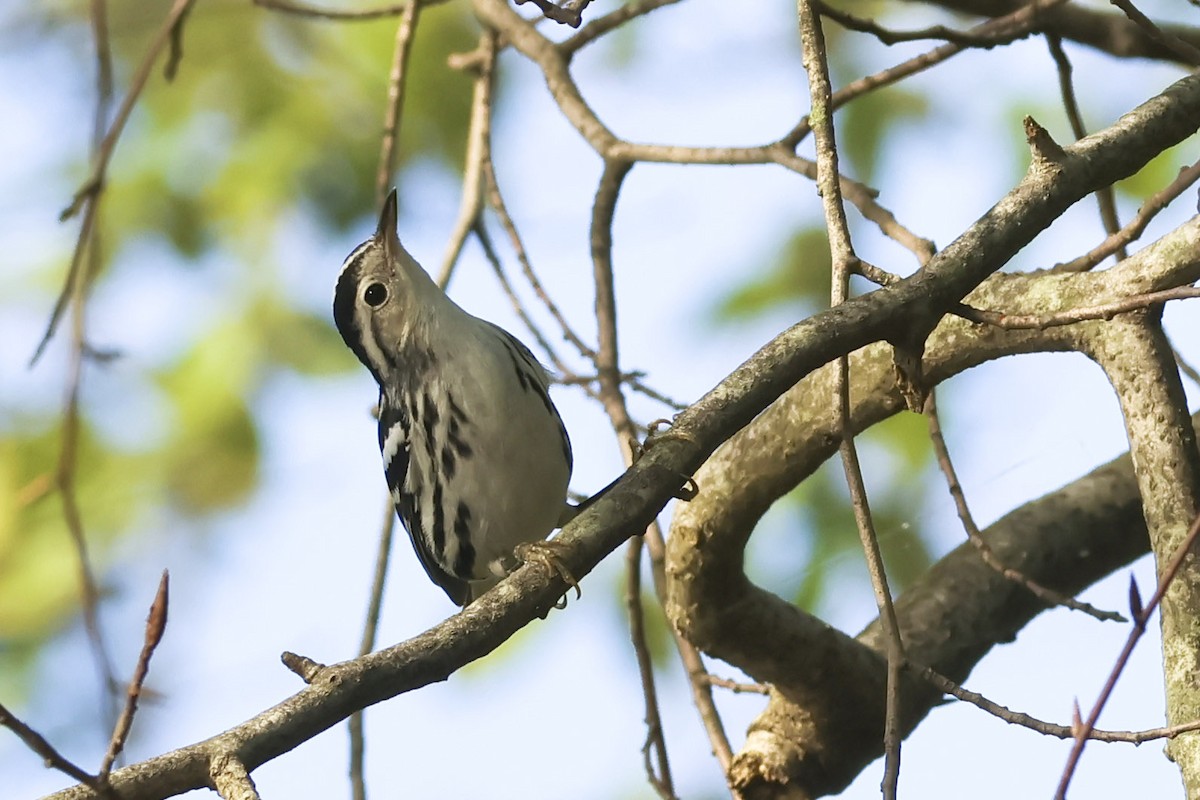 Black-and-white Warbler - ML606107091