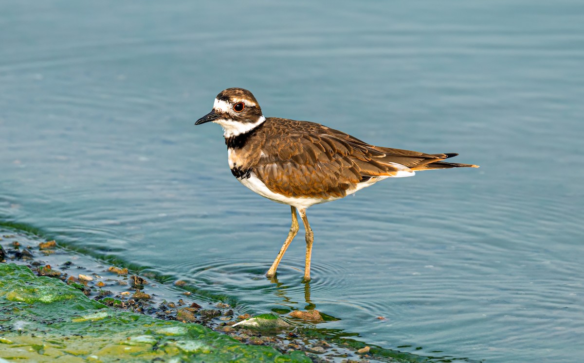 Killdeer - Harvey Fielder