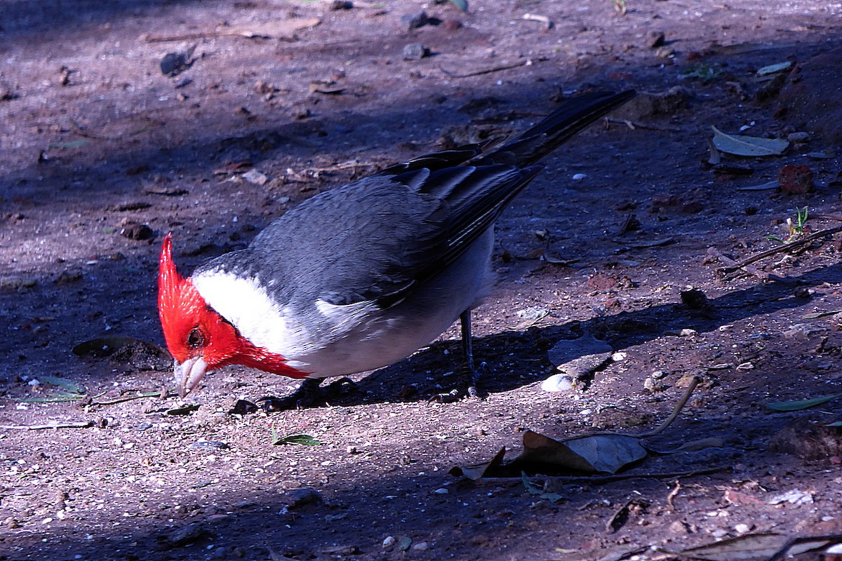 Red-crested Cardinal - ML606107961