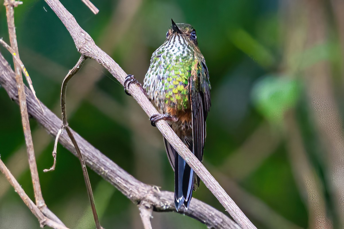 kolibřík ostrozobý - ML606108341