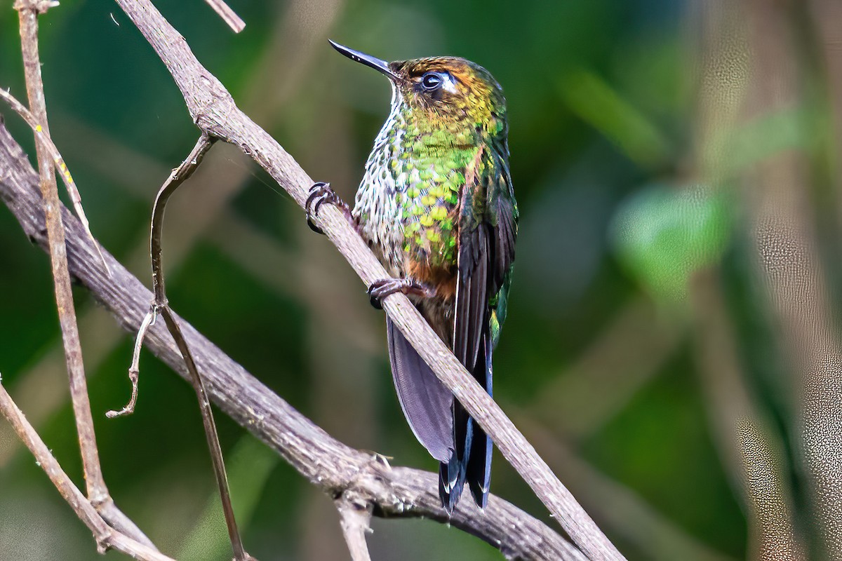 Fleckenbauchkolibri - ML606108361