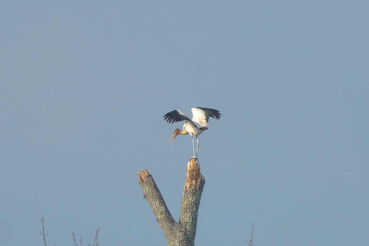 Wood Stork - ML606108571