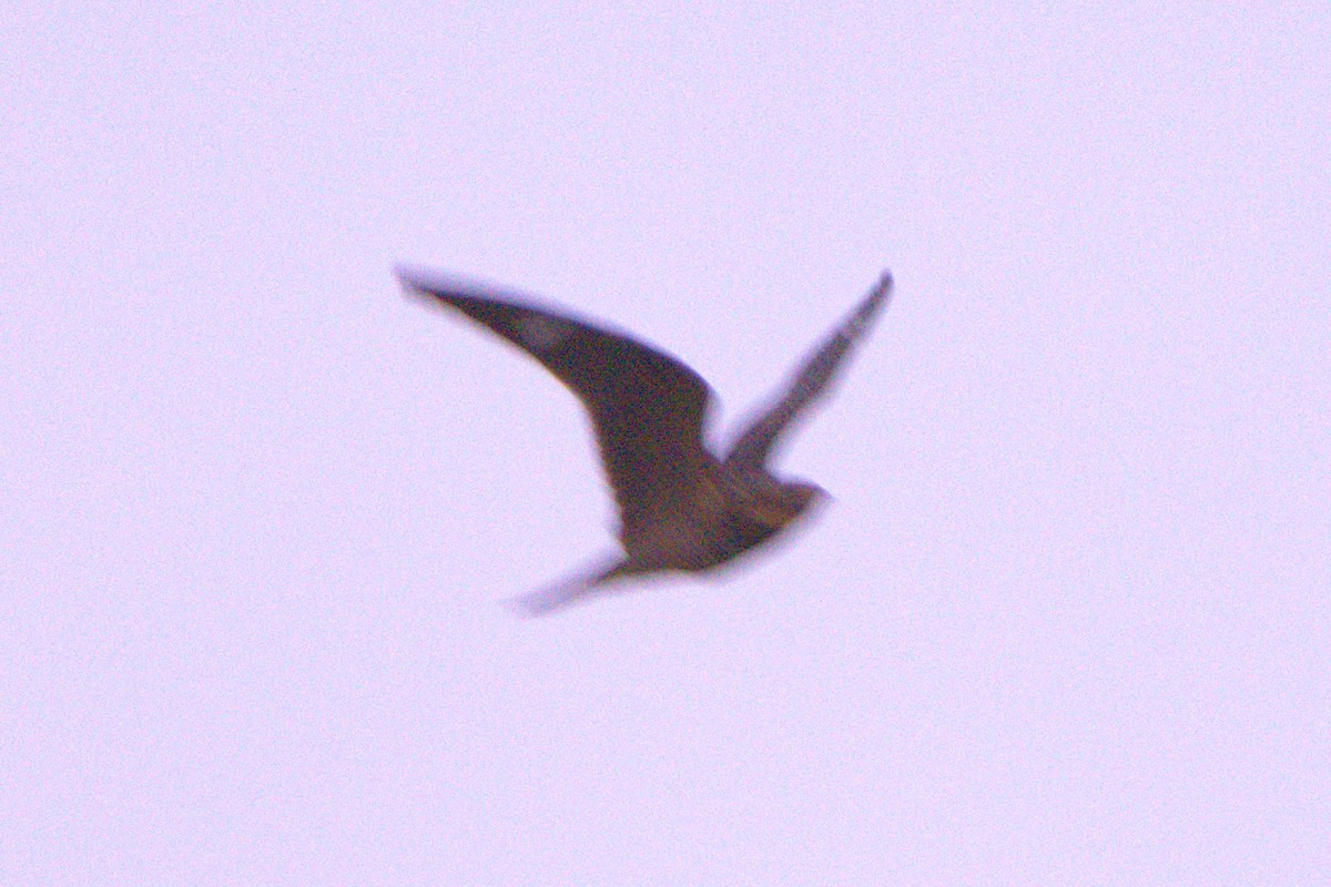 Common Nighthawk - ML606108591