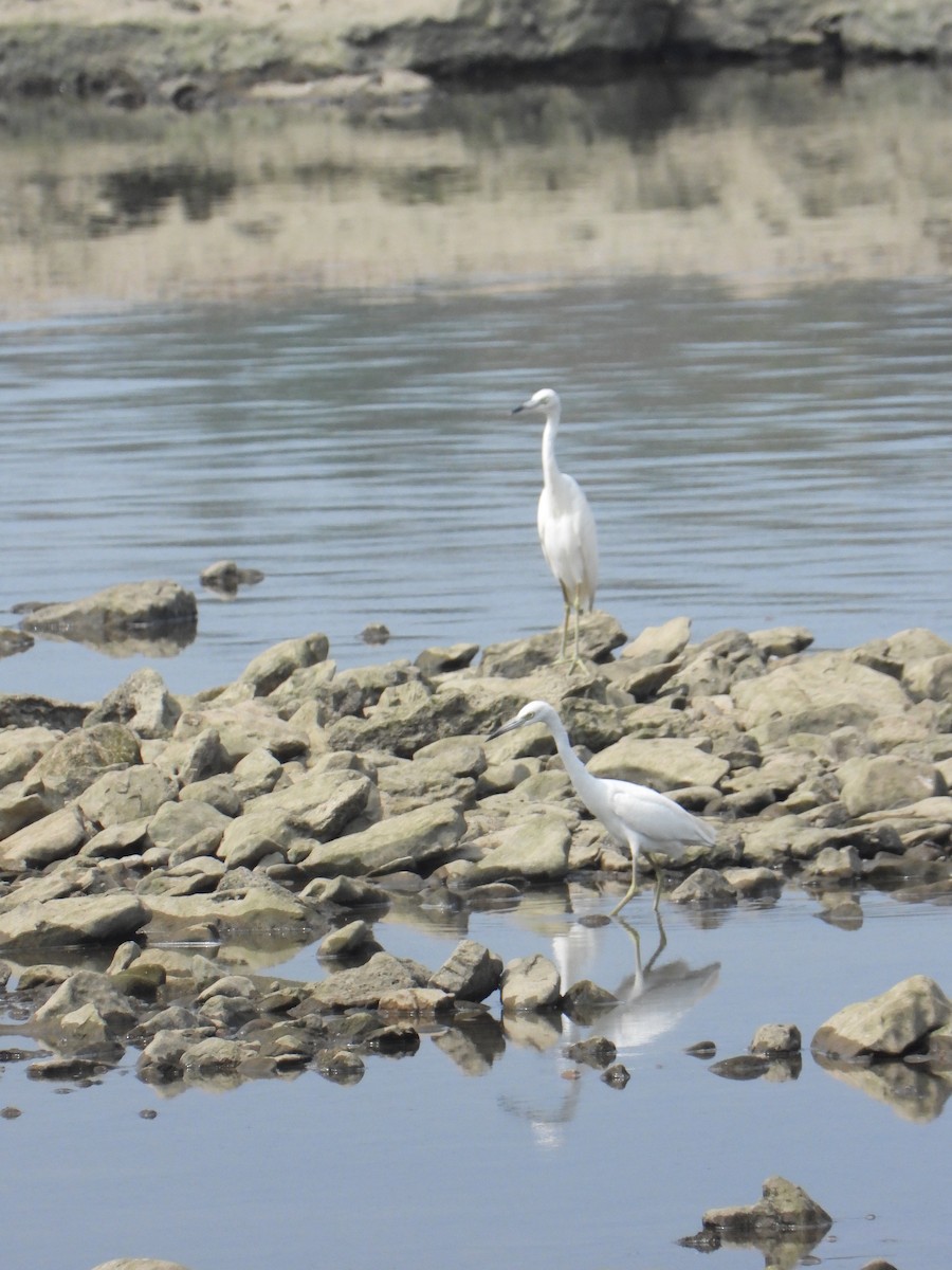 Little Blue Heron - ML606109071