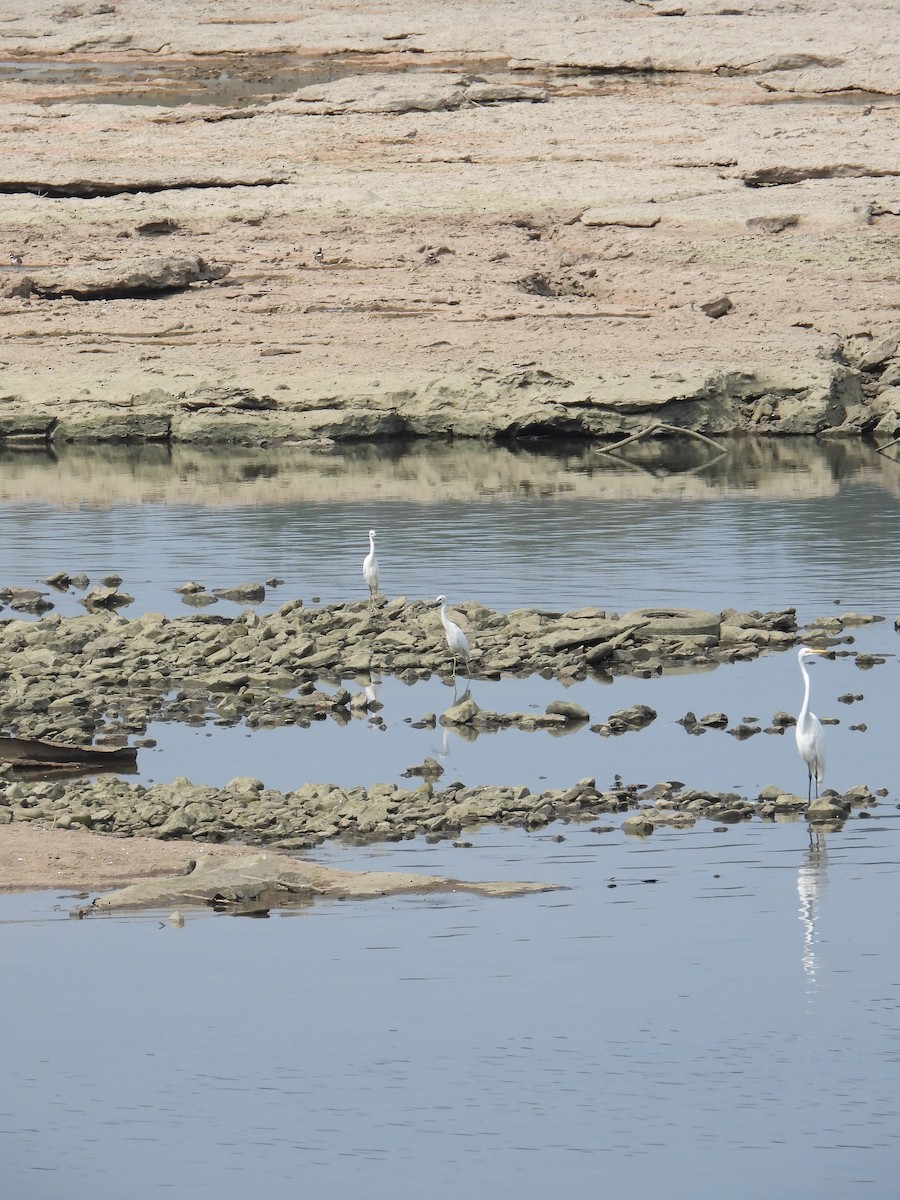 Little Blue Heron - ML606109081