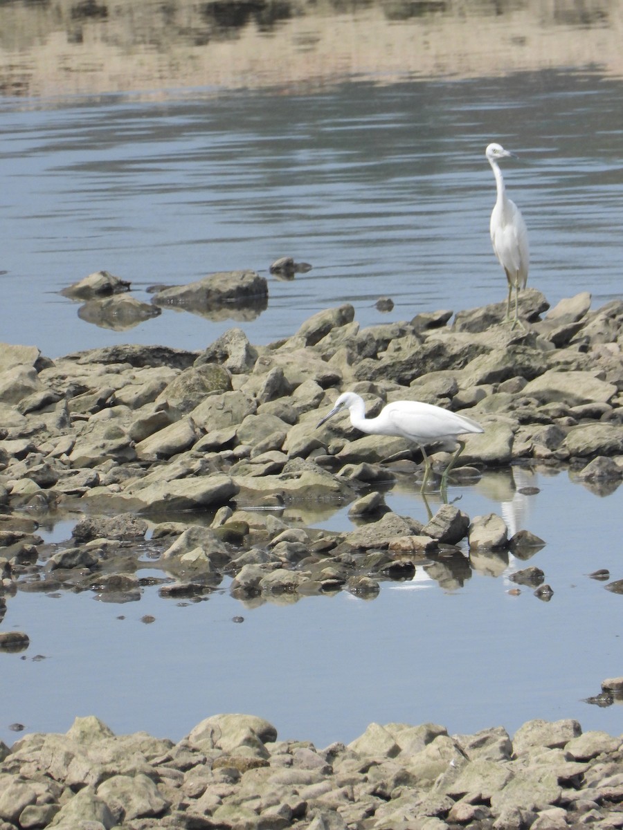 Little Blue Heron - ML606109111