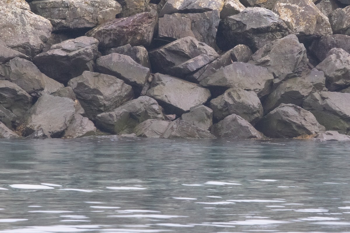 Wandering Tattler - ML606109481