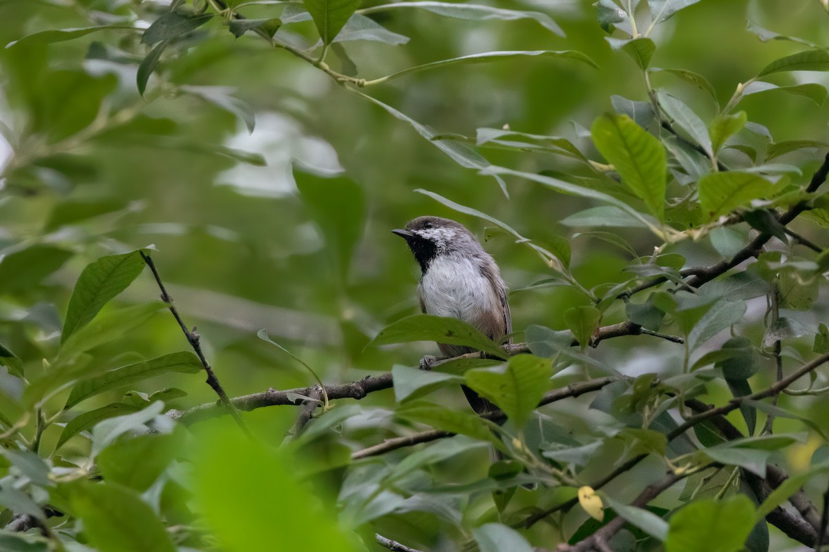 Mésange à tête brune - ML606110601