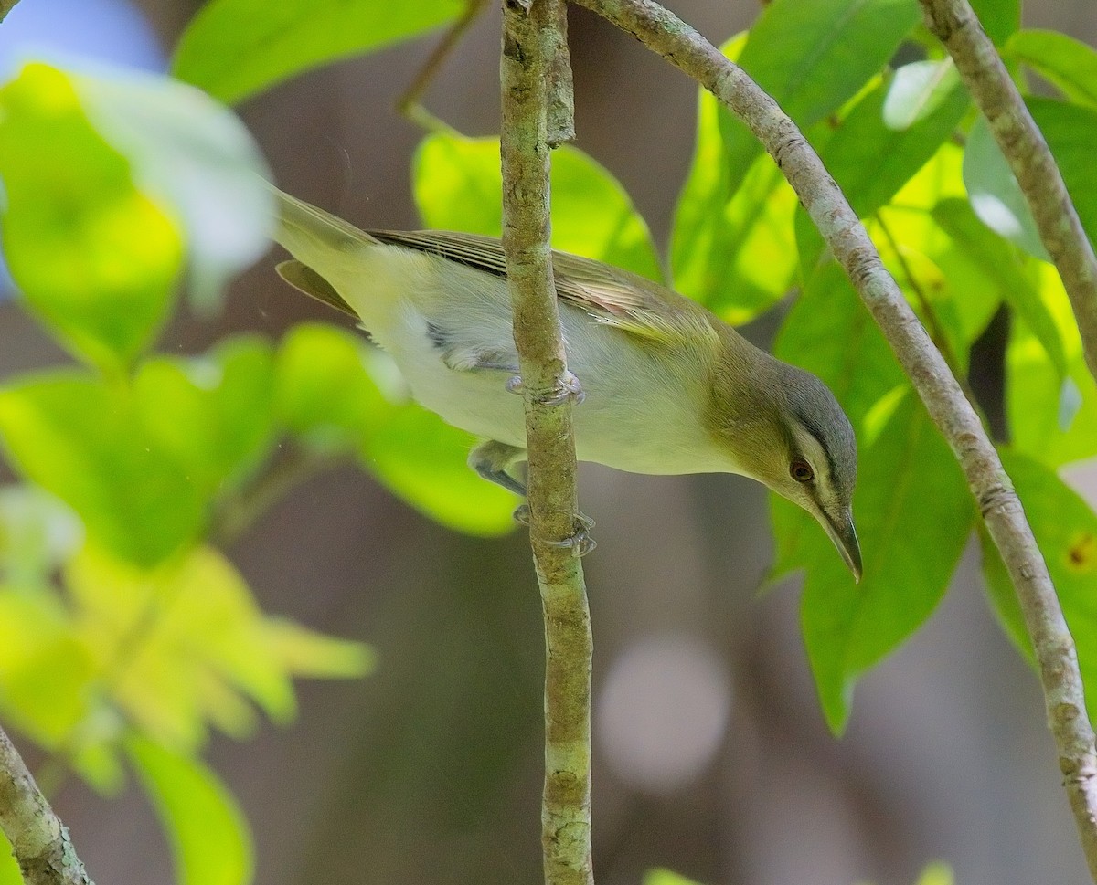 Red-eyed Vireo - David Hall