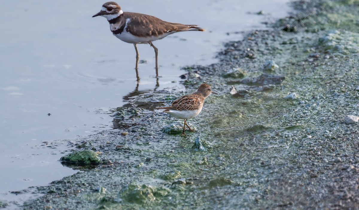 Least Sandpiper - ML606112471