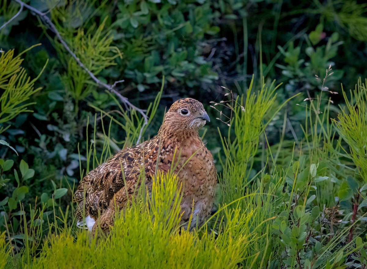 Willow Ptarmigan - ML606112711