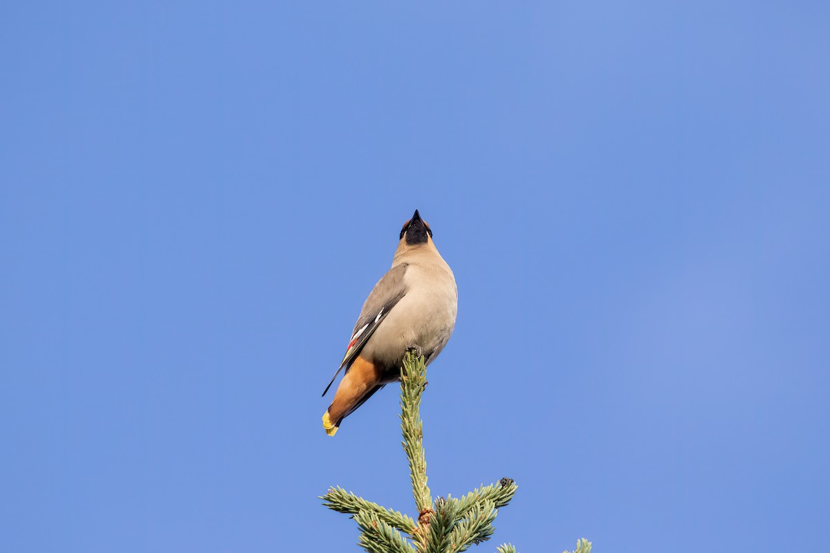 Bohemian Waxwing - ML606112771