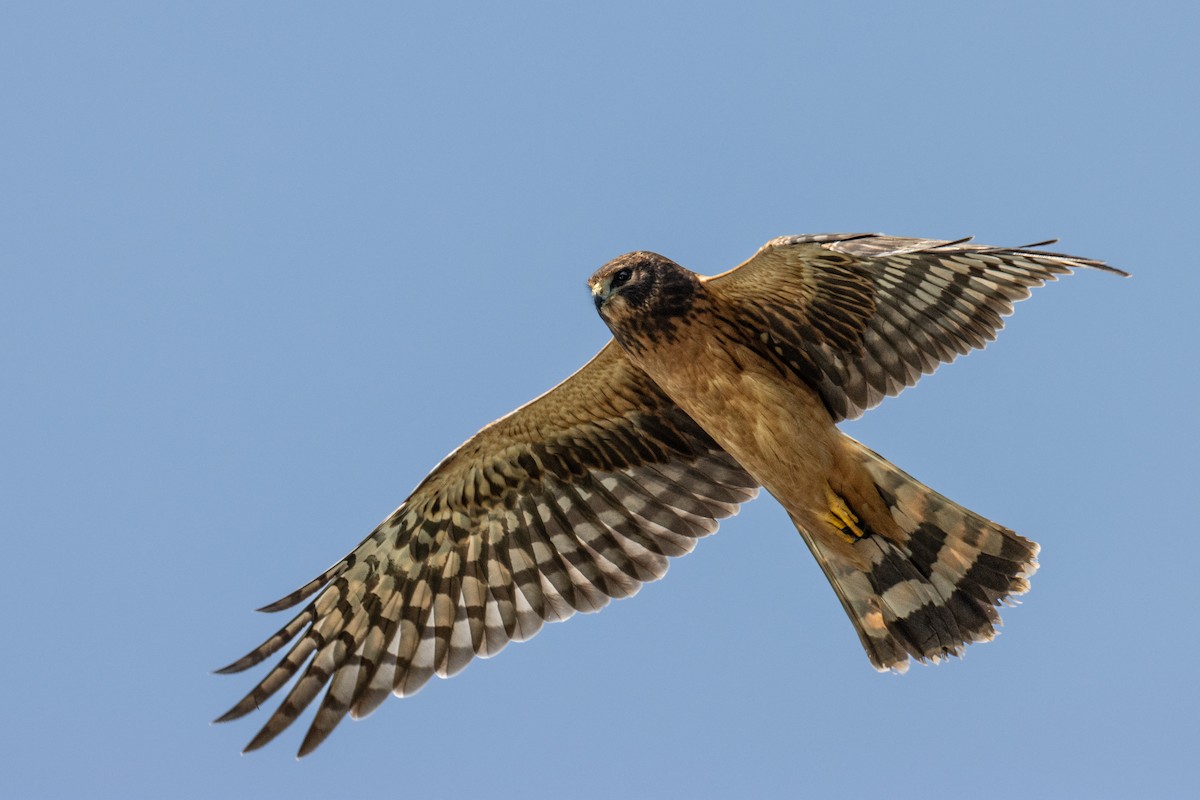 Northern Harrier - ML606112841