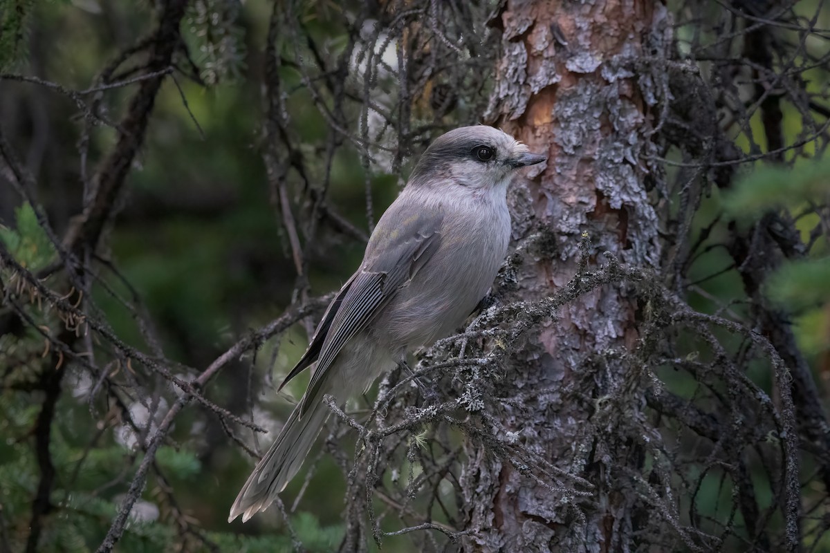 Canada Jay - ML606113441