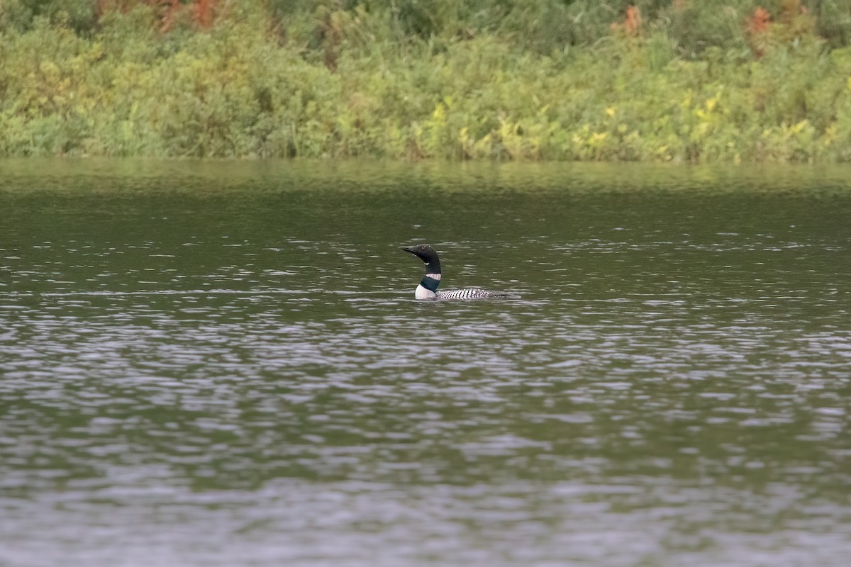 Common Loon - Quinn Diaz