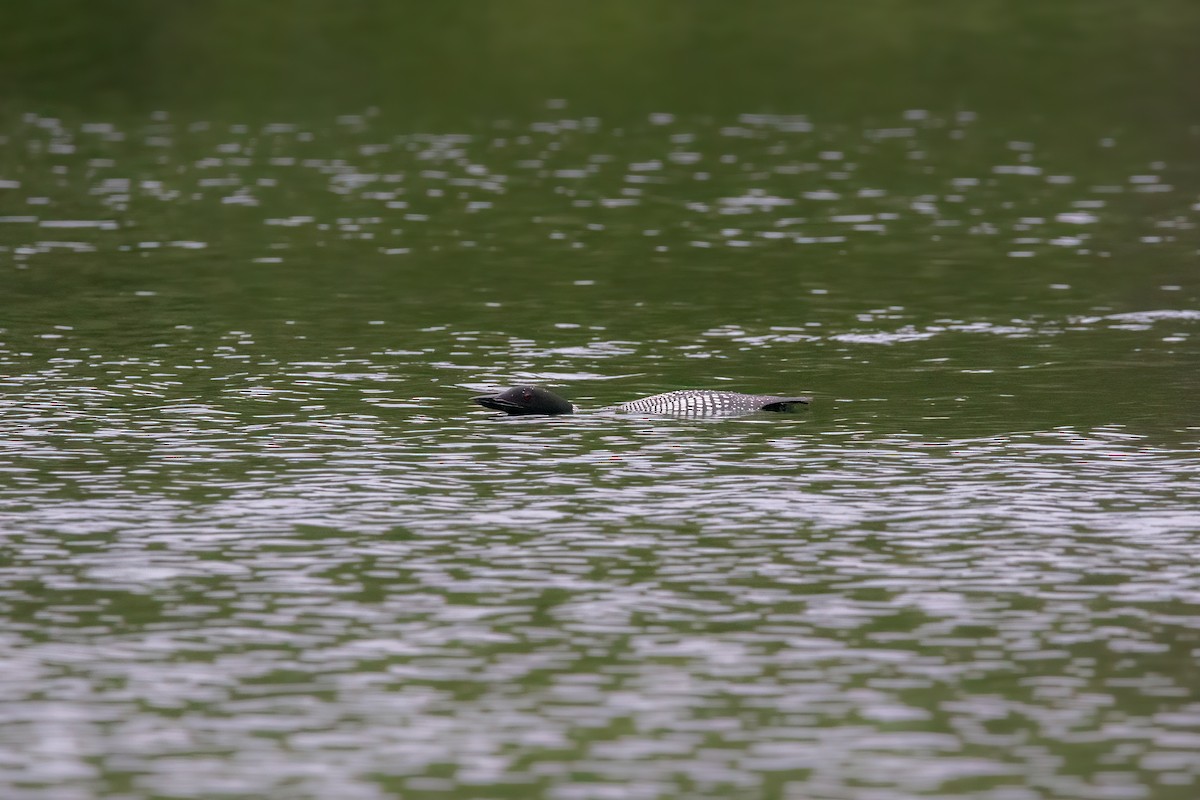 Common Loon - Quinn Diaz