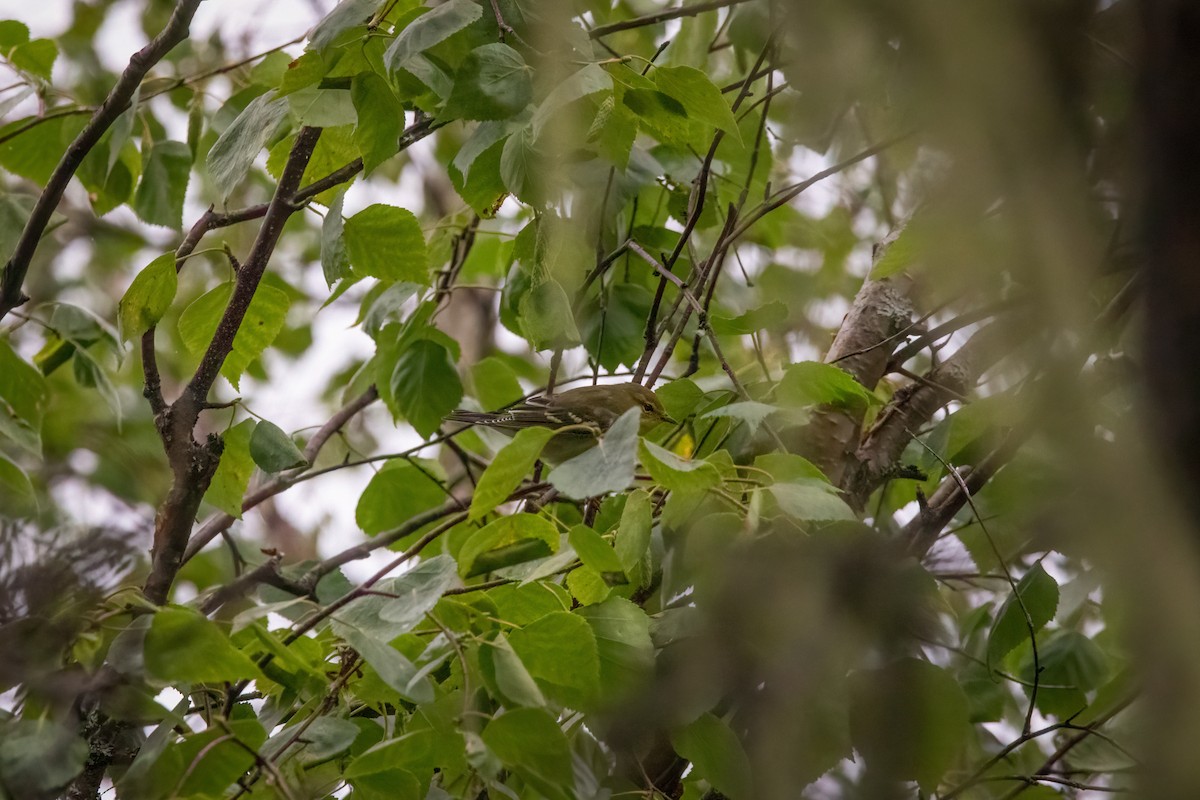 Blackpoll Warbler - ML606113671