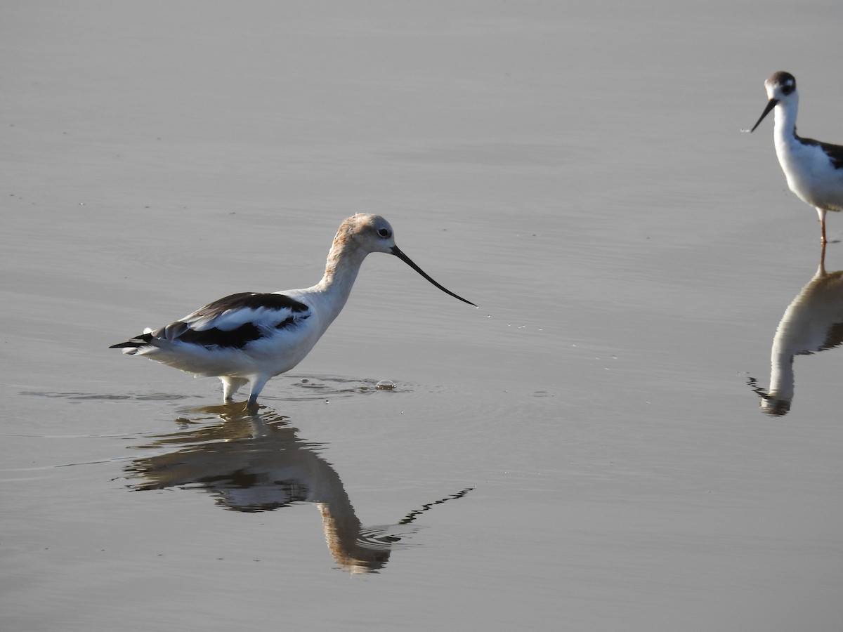 Avocette d'Amérique - ML606113741