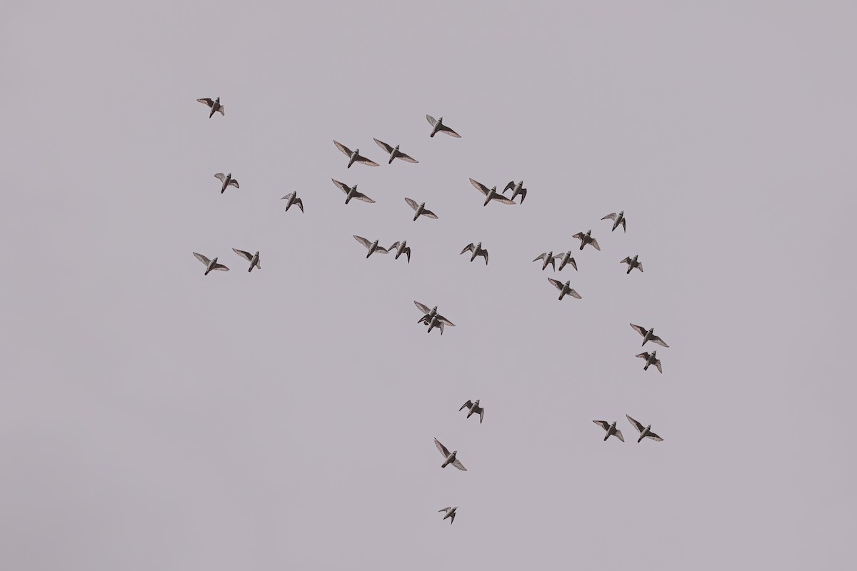 Semipalmated Plover - ML606114131