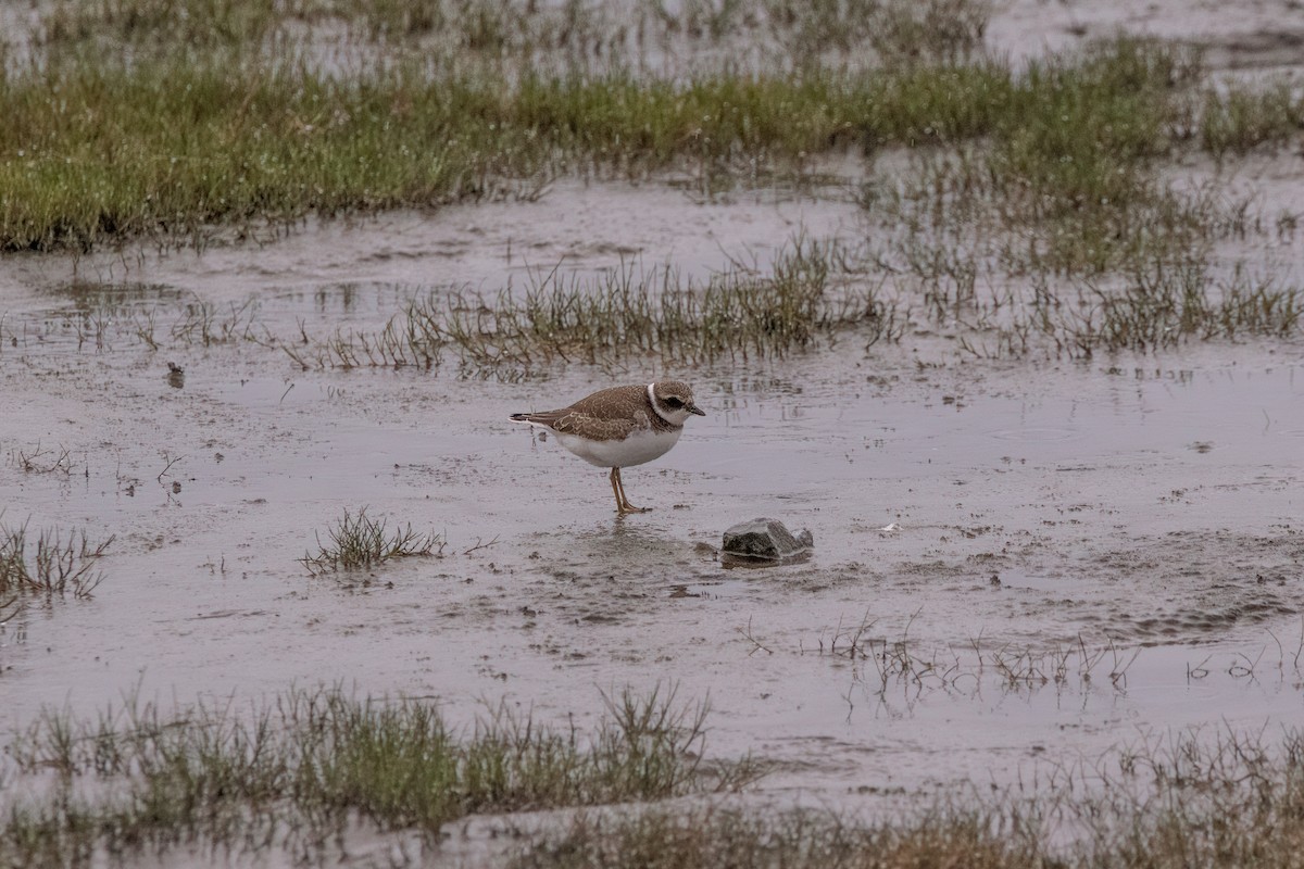 Semipalmated Plover - ML606114151