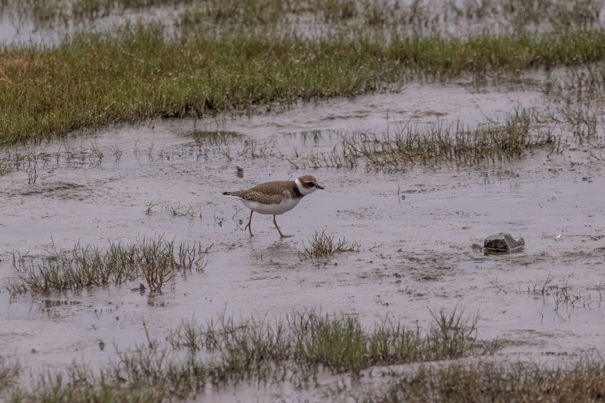 Semipalmated Plover - ML606114161