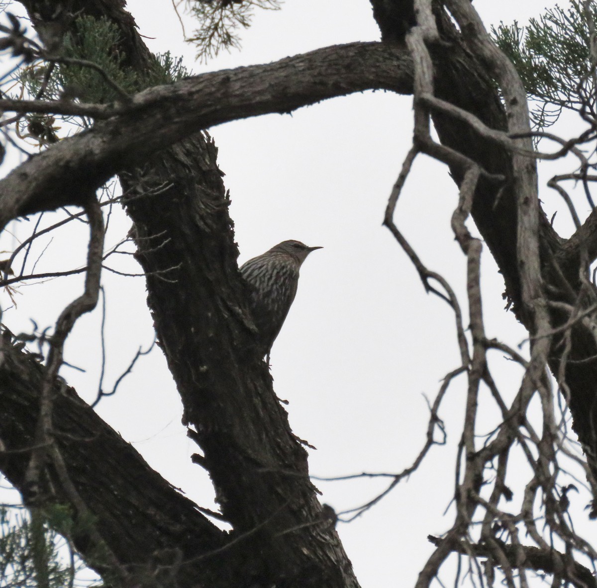 White-browed Treecreeper - ML606114581