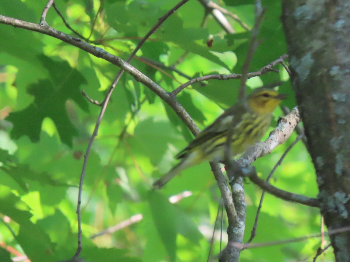 Cape May Warbler - ML606114631