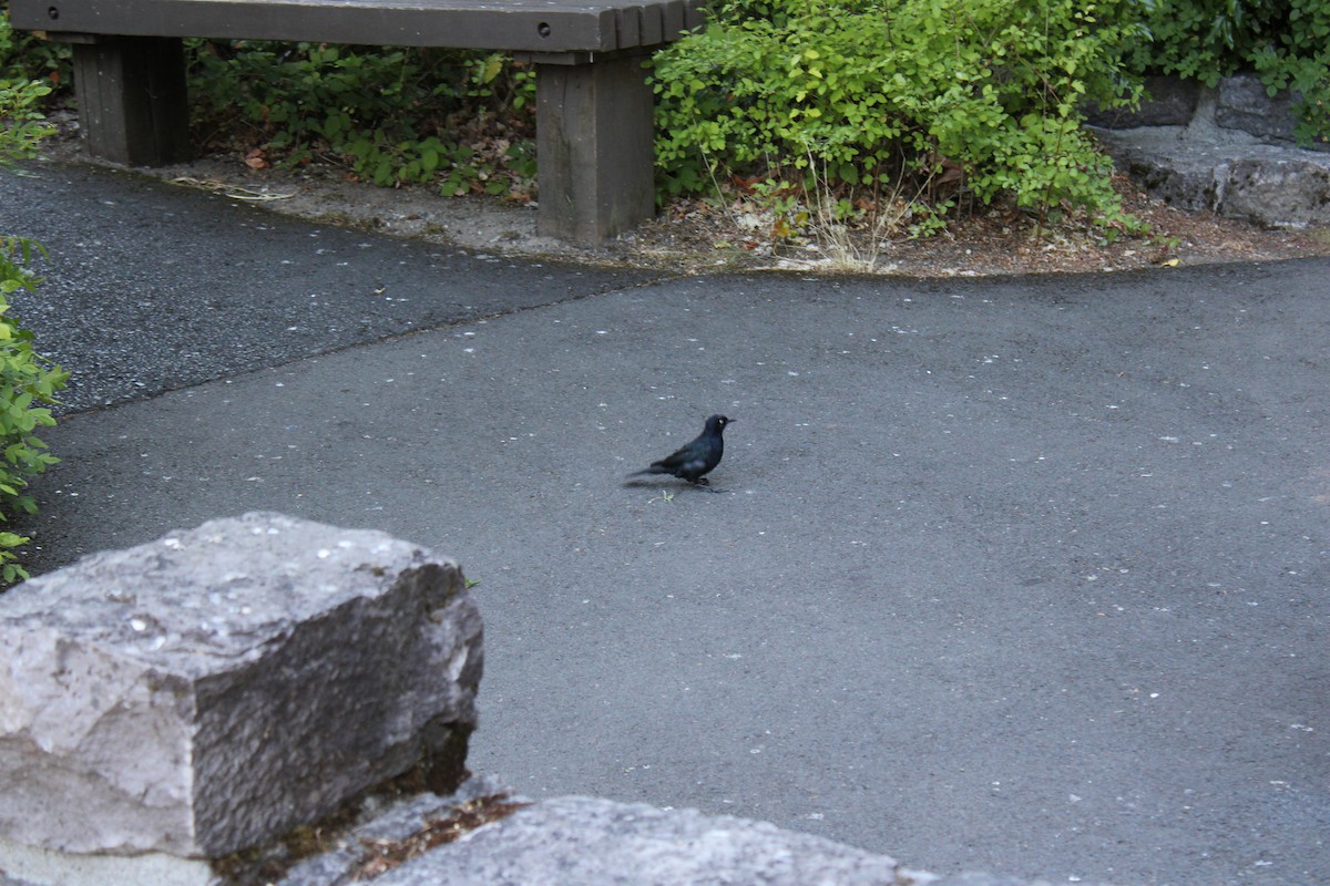 Brewer's Blackbird - ML606114811