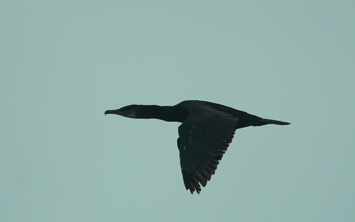 Great Cormorant - ML606115901