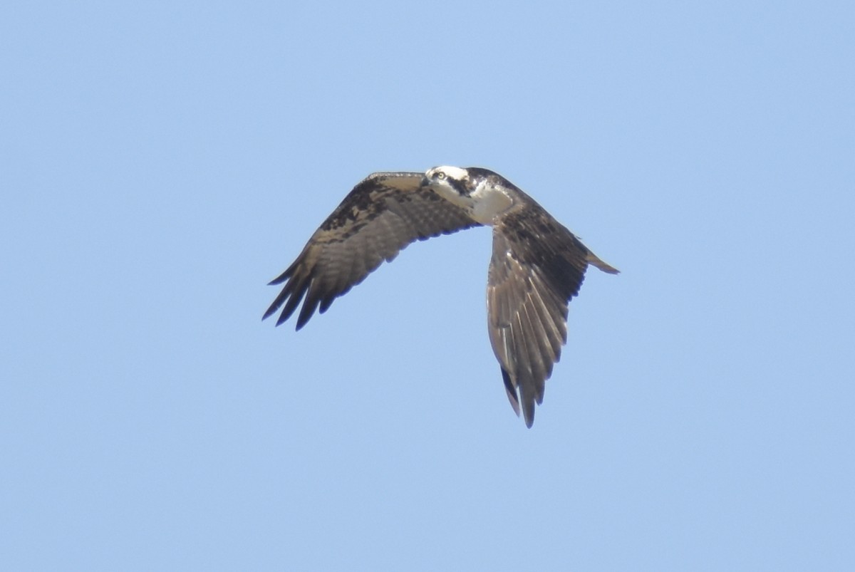 Osprey - Bruno Bareiro