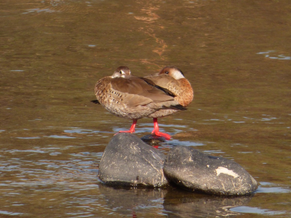 Brazilian Teal - Mateo  Tapia Vargas