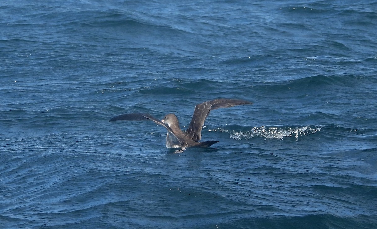 Pink-footed Shearwater - ML606117831