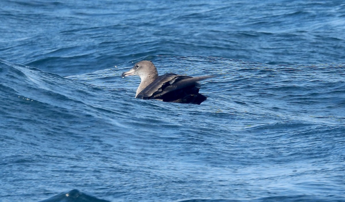 Pink-footed Shearwater - ML606117851