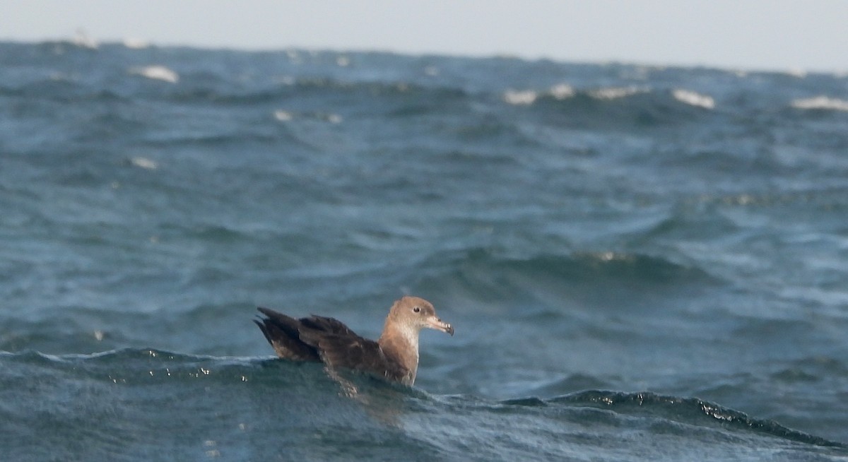 Pink-footed Shearwater - ML606117891