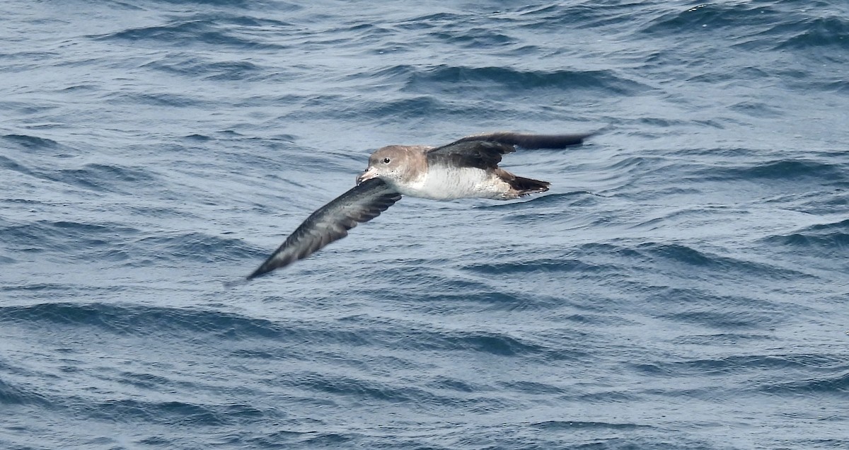 Pink-footed Shearwater - ML606117941