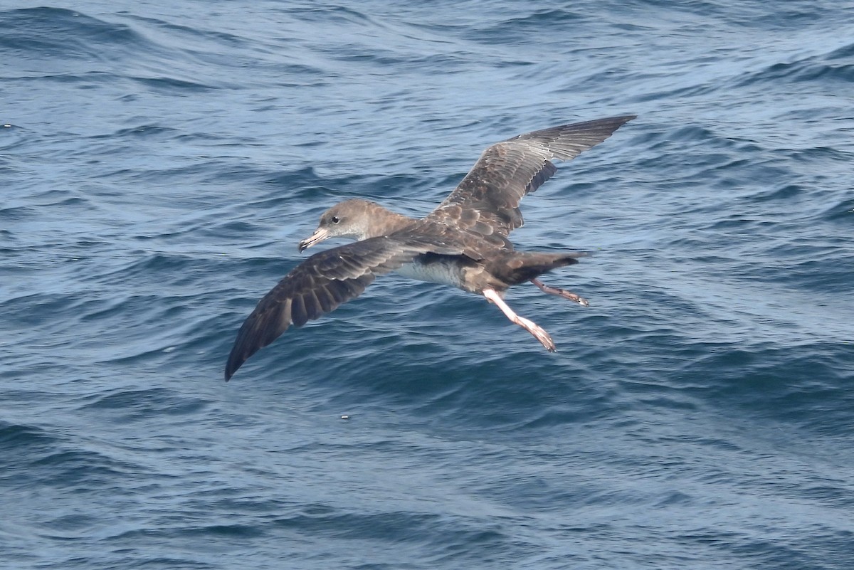 Pink-footed Shearwater - ML606117951