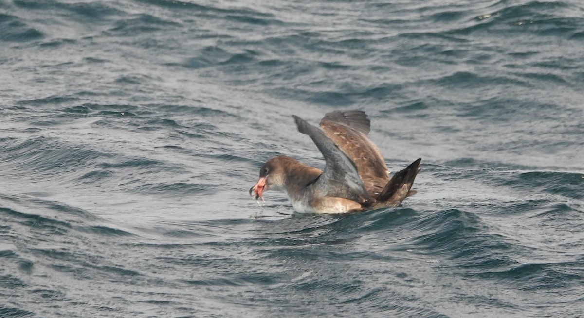 Pink-footed Shearwater - ML606117961