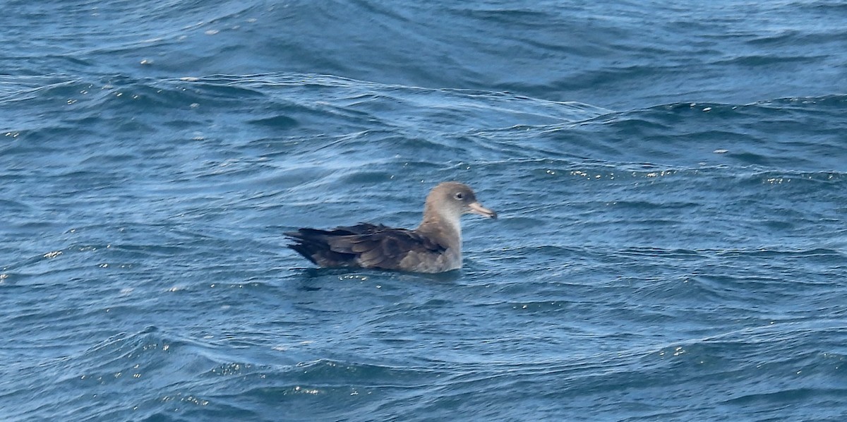 Pink-footed Shearwater - ML606118141