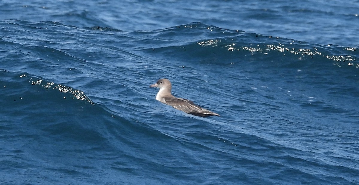 Pink-footed Shearwater - ML606119251