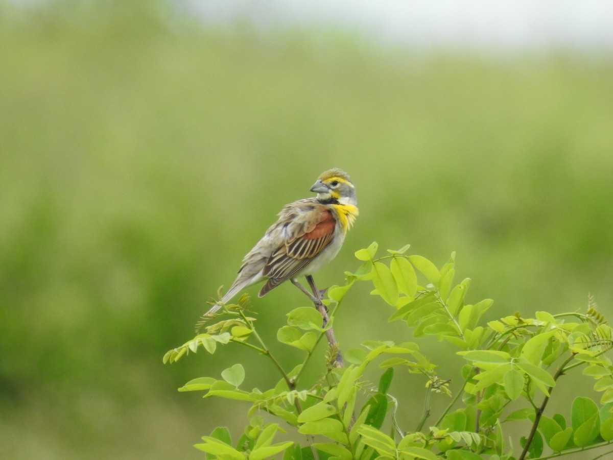 Dickcissel - ML60612071