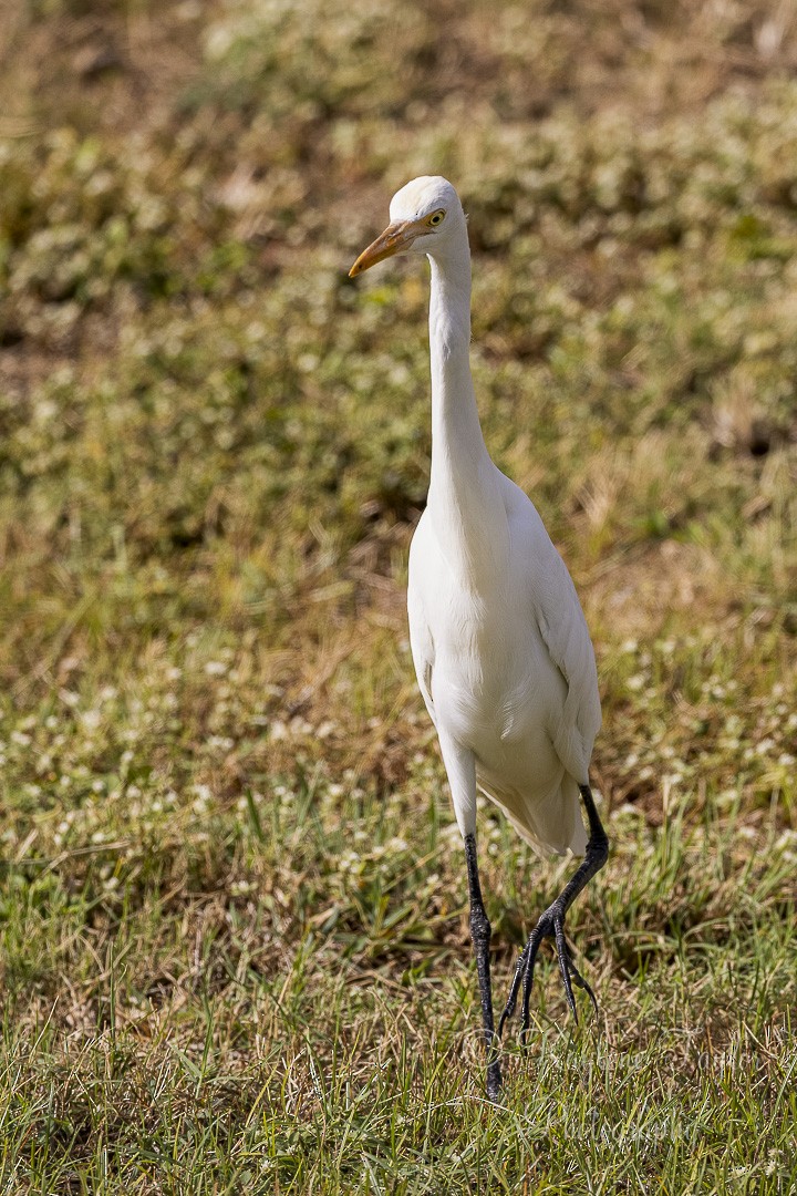 Eastern Cattle Egret - ML606120841