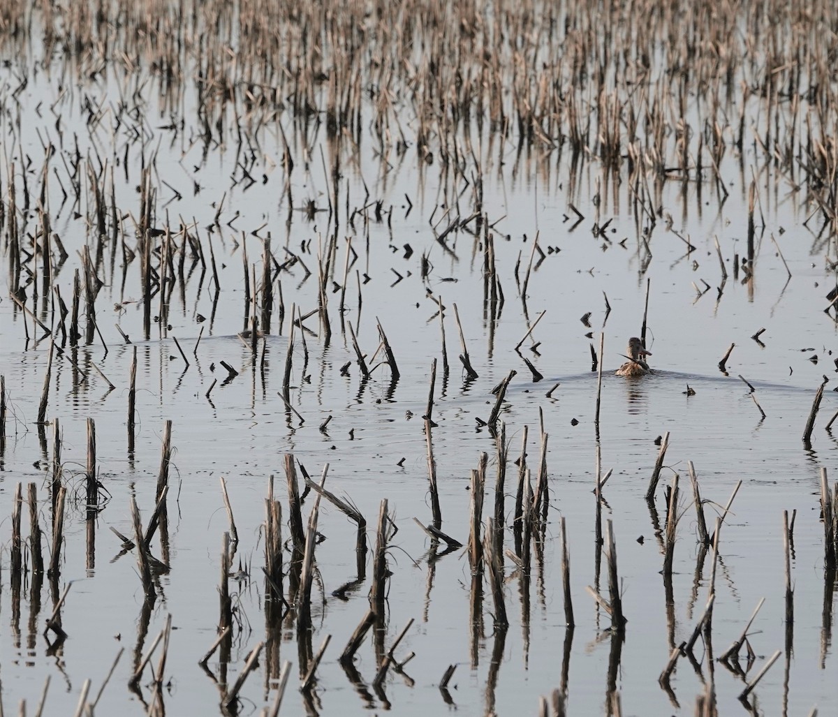 Northern Shoveler - ML606120971