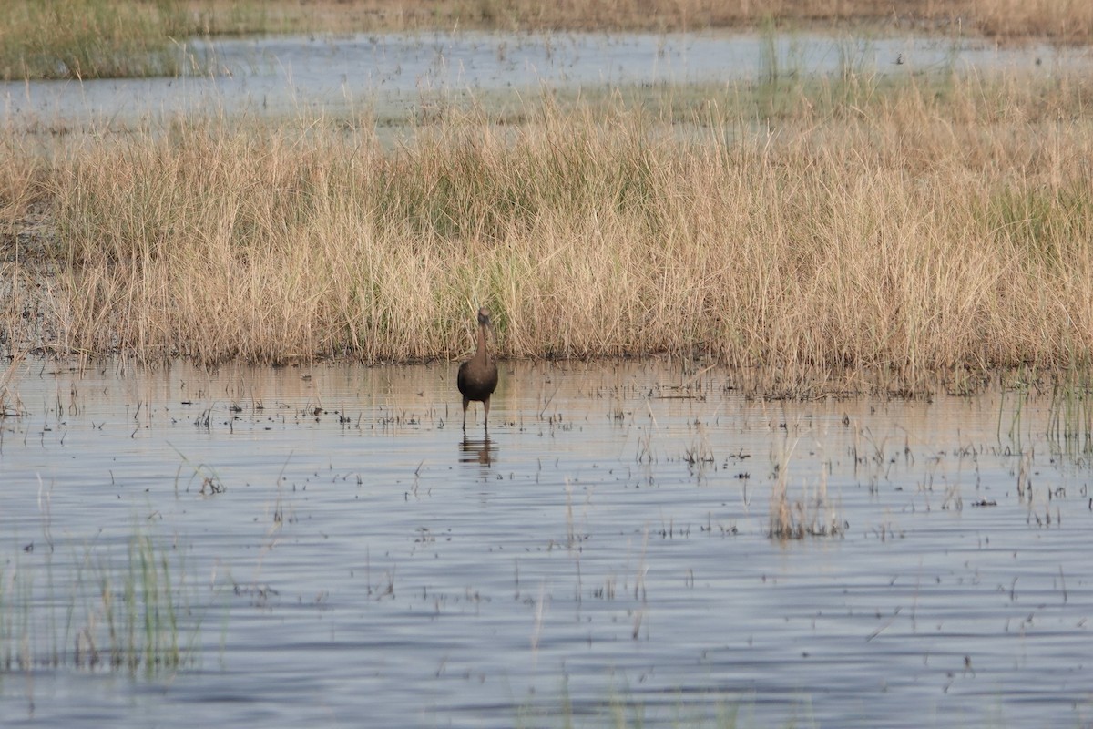 White-faced Ibis - ML606121231